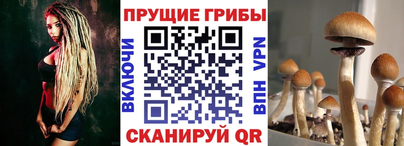 цена   Саратов  Псилоцибиновые грибы Magic Shrooms 
