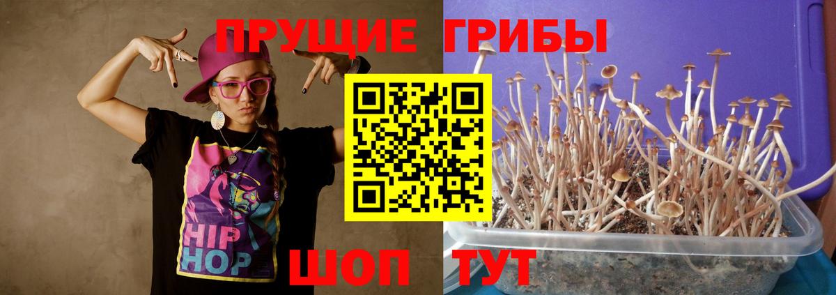 Саратов  Псилоцибиновые грибы Cubensis  Вход с VPN 
